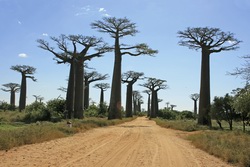 Sdliches Afrika, Madagaskar: Madagaskar intensiv erleben - Baobab Bume
