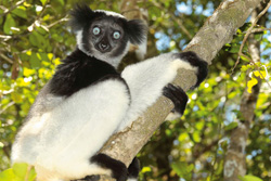 Sdliches Afrika, Madagaskar: Madagaskar intensiv erleben - Lemure